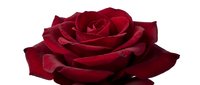 Deep red rose with layered velvet petals isolated on white background, suitable for wedding designs, greeting cards, floral arrangements, and romantic themed projects.