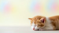 Adorable orange and white kitten sleeping peacefully on soft surface with dreamy pastel rainbow background for pet care and animal wellness designs.