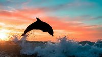 Dolphin jumping out of ocean waves at sunset with dramatic colorful sky and water splashing, marine wildlife silhouette against golden hour horizon.
