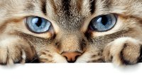 Close up view of bright blue eyes and nose of ragdoll cat with beige fur peeking over white surface, creating dramatic feline portrait composition.