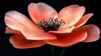 Delicate coral anemone flower in full bloom against dark background, showing detailed stamens and layered petals with soft gradient from salmon pink to peach tones.