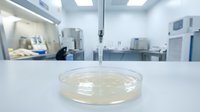 Laboratory petri dish with bacterial culture sample on sterile white table in modern medical research facility for scientific analysis and testing.