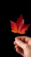 Red maple leaf held in hand, isolated on transparent background, ready for clipart, t-shirt design, stickers, print-on-demand products, and sublimation projects.