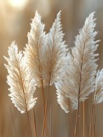 Soft white pampas grass plumes against warm blurred background, creating gentle natural texture and movement for modern boho home decor and wedding styling.