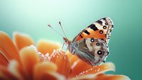 Colorful butterfly with spotted wings perched on vibrant orange flower petals against soft turquoise background for nature and garden themes.