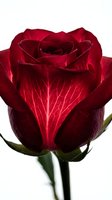 Deep crimson rose bloom with velvety petals and delicate veining, isolated on white background. Perfect for floral designs, greeting cards, and romantic projects.