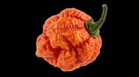 Habanero pepper isolated on transparent background, ready for clipart, t-shirt design, stickers, print-on-demand products, and sublimation projects.