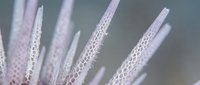 Close-up macro shot of delicate white spiky structures with intricate textured patterns against soft blurred background for nature and abstract design projects.