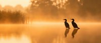 Two cormorants stand in shallow water during golden sunrise, silhouetted against misty morning light. Wildlife photography for nature and environmental projects.