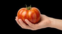 Ripe red tomato held in open hand, isolated on transparent background. Ready for clipart, t-shirt design, print-on-demand products, stickers, and sublimation projects.