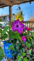 Vibrant purple morning glory flower in full bloom against green heart-shaped leaves, with soft bokeh background showing blue sky and garden setting. Perfect for nature photography.