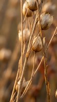 Dried seed pods on golden stems in warm autumn light creating natural botanical texture for seasonal decoration and craft projects.