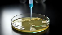 Laboratory pipette dropping sample into petri dish with bacterial colonies for microbiological research and scientific analysis in sterile environment.