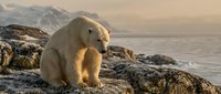 Polar bear sitting on rocky coastline during golden hour with arctic mountains and sea ice in background. Wildlife photography capturing arctic nature and climate.