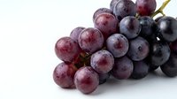 Fresh purple grapes cluster on white background. Ripe juicy fruit for healthy eating, wine making and organic food concepts. Natural harvest produce.