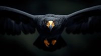 Dramatic black eagle in flight with wings spread against dark background, fierce yellow eyes and sharp beak focused directly at camera creating powerful wildlife portrait.