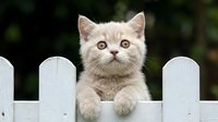 Cream-colored kitten with wide eyes peering over white wooden fence, suitable for pet care, animal greeting cards, and feline-themed designs.
