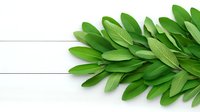 Fresh green bay leaves arranged in decorative pattern on white wooden background, culinary herbs and spices concept for cooking and food design.