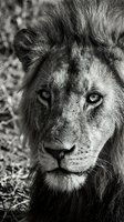 Majestic male lion portrait in black and white showcasing powerful gaze and detailed mane texture for wildlife photography and nature art projects.