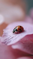 Red ladybug with black spots resting on pink flower petal covered in morning dew drops, macro photography with soft dreamy bokeh background.