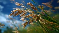 Golden grass seed heads swaying against blurred blue sky background, creating peaceful natural ambiance for environmental or agricultural concepts.