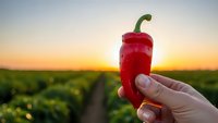 Fresh red bell pepper held in hand against sunset agricultural field background showcasing organic farming and healthy vegetable harvest concept.