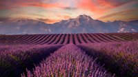 Stunning lavender field stretching to dramatic mountains under a vivid sunset sky, rows of purple blooms glowing in warm golden light.