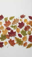 Colorful autumn leaves scattered on white background featuring maple, oak and other foliage in red, orange, yellow and green seasonal colors.