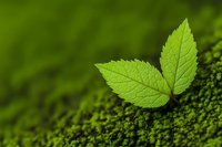 Fresh green leaf sprouts from moss covered ground, showing detailed veins and texture against blurred natural background. Nature growth concept.