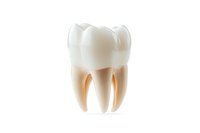 Anatomically accurate molar tooth model showing detailed crown, roots and internal structure on white background, isolated dental illustration for medical education.