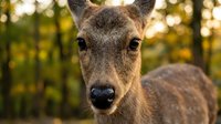 Young deer portrait with soft brown eyes in natural forest habitat during golden hour lighting for wildlife photography and nature conservation projects.