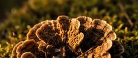 Wild turkey tail feathers displayed in natural outdoor setting with warm golden sunlight creating dramatic shadows on textured plumage during autumn season.