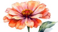 Watercolor coral zinnia flower with green leaf on white background, delicate petals in peach and pink tones, botanical art style illustration.