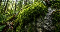 Lush green moss covering ancient tree trunk in pristine forest ecosystem with dappled sunlight filtering through canopy creating natural woodland atmosphere.