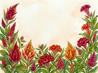 Watercolor celosia flowers border with red, orange and pink blooms on beige textured background, copy space for text.