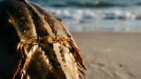 Close-up of horseshoe crab shell on sandy beach with ocean waves in background, marine biology and coastal wildlife conservation concept.