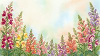 Watercolor snapdragon flowers in vibrant colors creating garden border on soft pastel background for spring botanical designs and floral decorations.