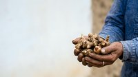 Farmer holding handful of harvested potatoes in hands, agricultural produce and crop yield concept for farming industry.