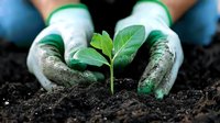 Young green seedling growing in soil held by gardener wearing protective gloves. Environmental conservation, spring planting and new life concept.
