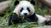 Giant panda bear eating fresh bamboo leaves while resting. Close up portrait showing distinctive black and white markings and expressive face of endangered species.