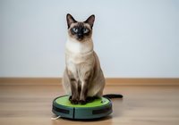 Siamese cat with dark points and cream colored body sitting on green and black robotic vacuum cleaner against white wall and wooden floor.