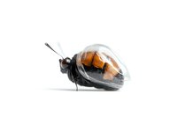 Conceptual macro view of ladybug with transparent glass shell on white background, creative nature photography showing insect anatomy and wing structure.