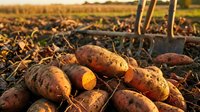Fresh organic sweet potatoes harvested from farm field with golden sunset light, agricultural produce ready for market and healthy cooking recipes.