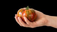Hand holding fresh ripe heirloom tomato with green stem isolated on transparent background. Ready for clipart, t-shirt design, print-on-demand products, stickers, and sublimation projects.