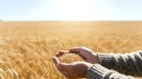 Farmer holding harvested grain seeds in hands over golden wheat field at harvest time for agriculture and farming concepts.