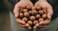 Hands holding handful of roasted hazelnuts, close-up shot for food, nutrition, and healthy eating content.