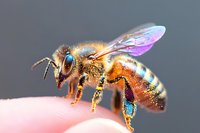 Macro shot of honey bee covered in pollen sitting on human fingertip against blurred gray background. Detailed view shows translucent wings and golden fuzzy body.