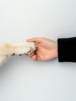 Human hand gently holding dog paw showing bond between pet and owner on white background for design projects.