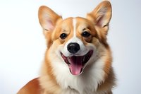 Happy Pembroke Welsh Corgi dog with bright smile and open mouth against light background, showing friendly expression and characteristic fox-like features.