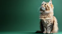 Majestic long-haired tabby cat with cream and grey fur sitting upright against emerald green background, looking up with curious expression and alert posture.